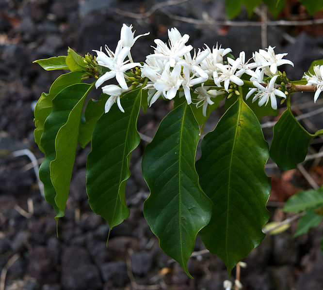 Kona Coffee bloom
