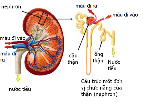 Káº¿t quáº£ hÃ¬nh áº£nh cho giáº£i pháº«u nephron