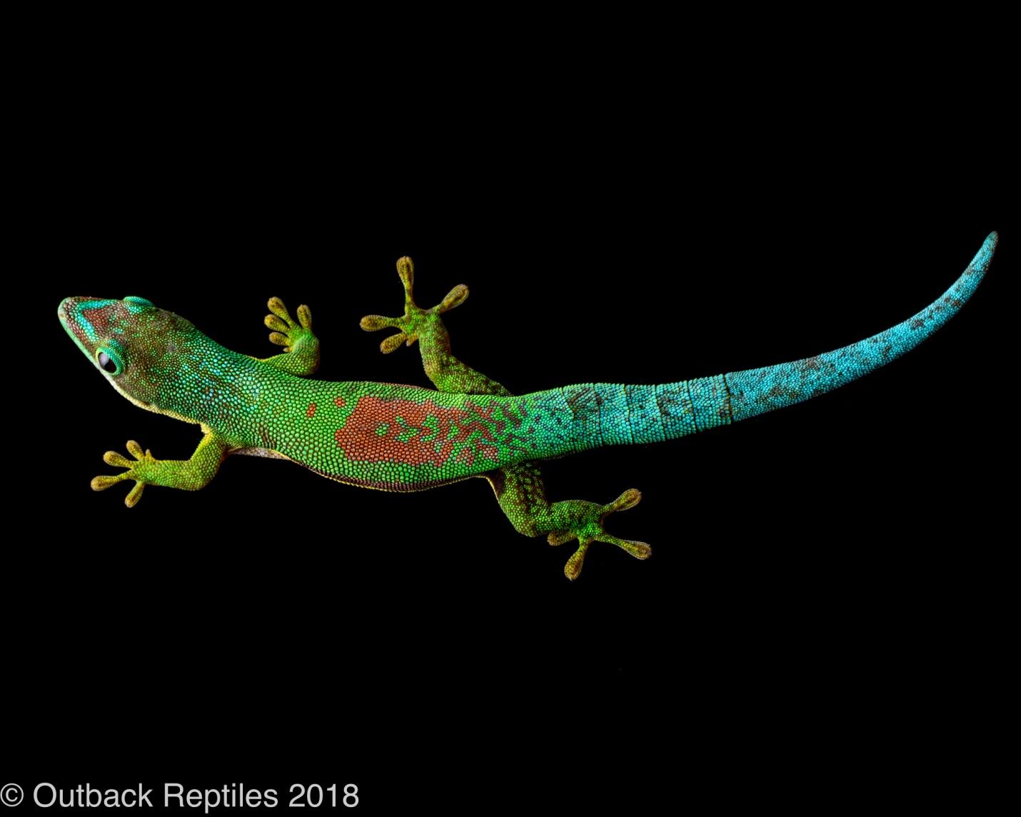 Image result for lined day gecko