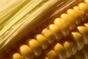  corn-fiber