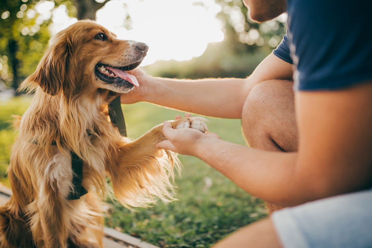 pet joint supplement