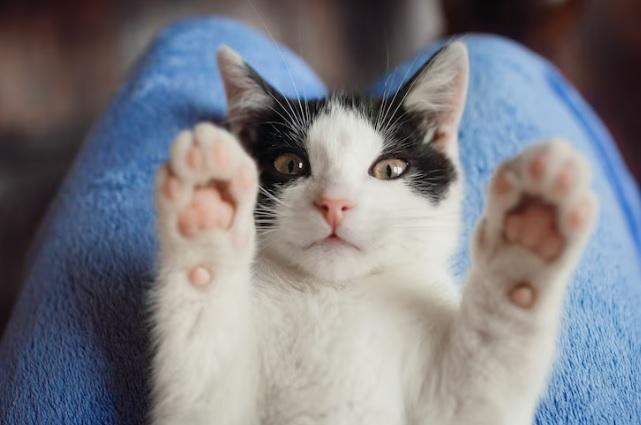 Petzpedia Swollen Cat Paws