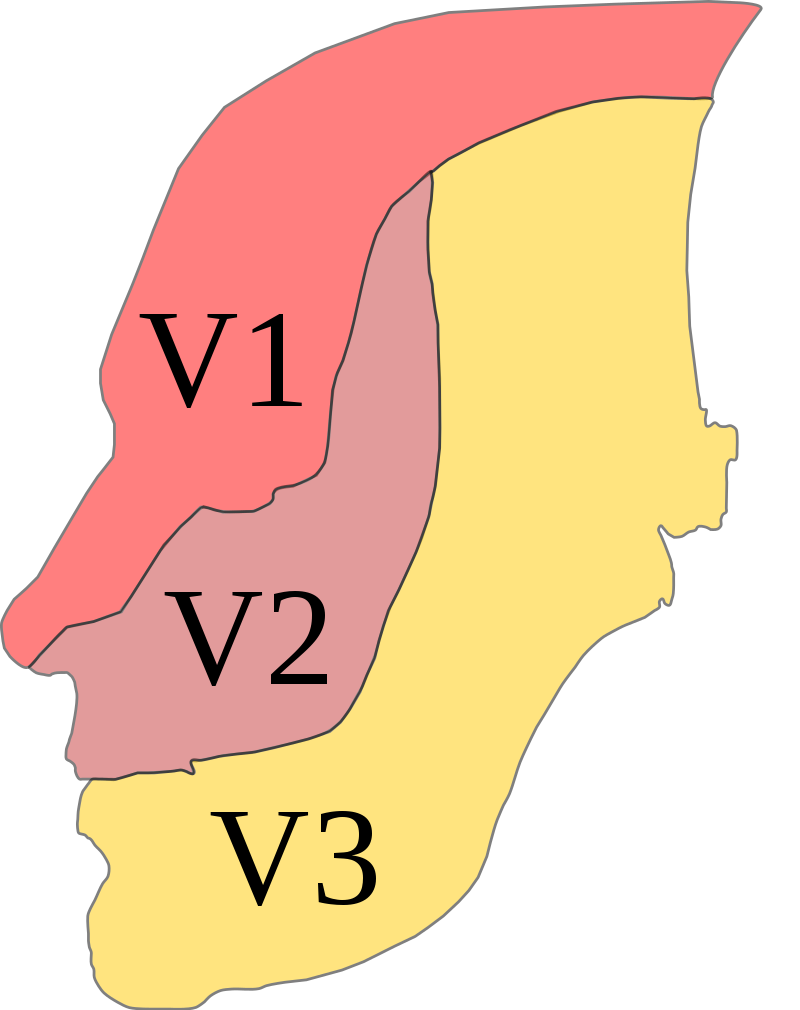 Illustration showing the distribution of the trigeminal nerve 