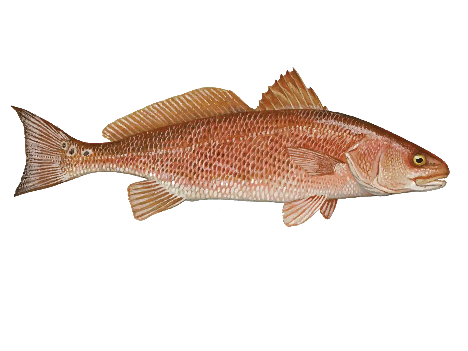 Redfish in St. Augustine Charter Fishing