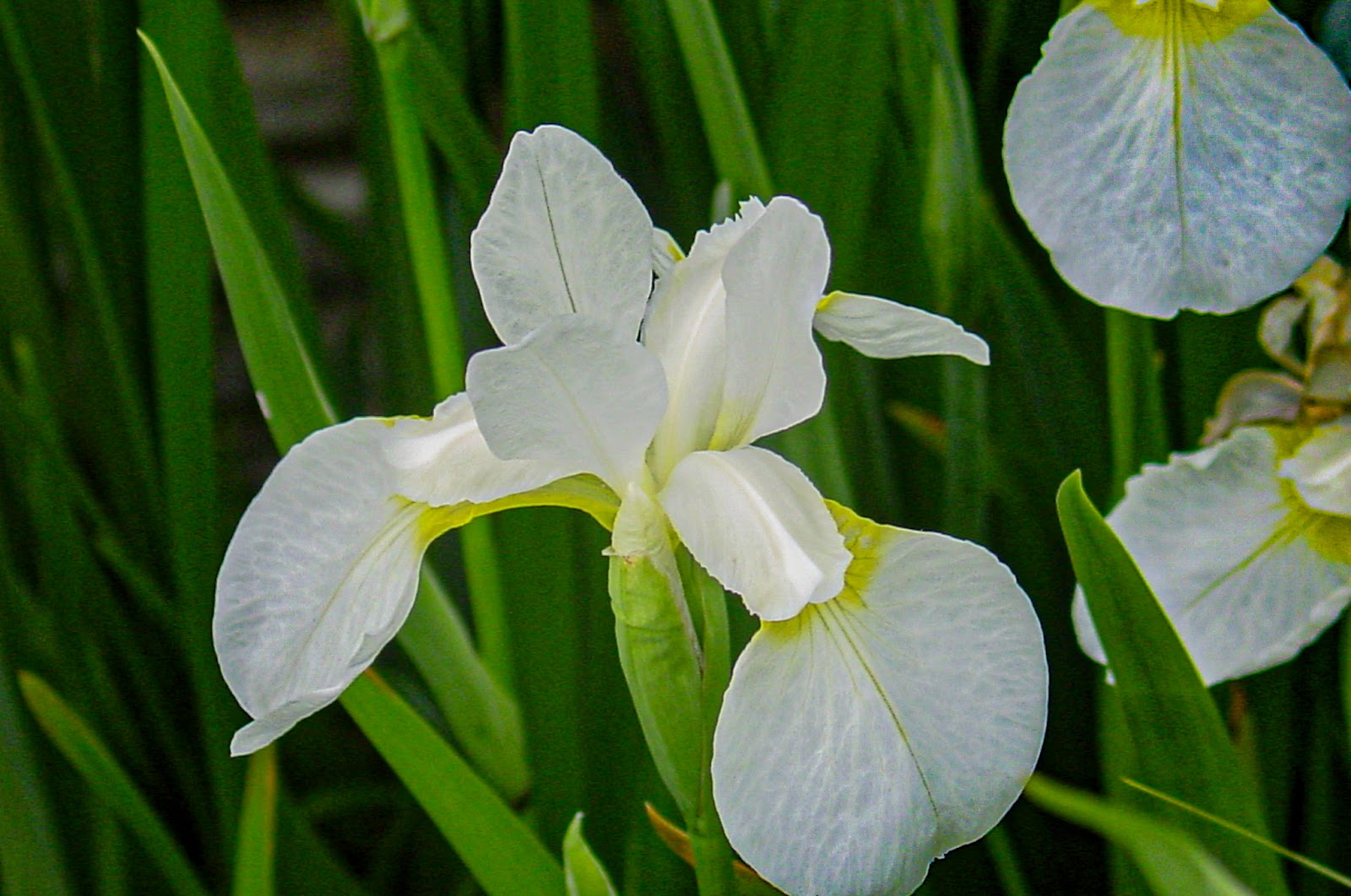A white iris with yellow highlights