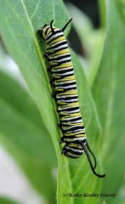 Well, Hello There, Tiny Monarch Caterpillar! - Bug Squad - ANR Blogs