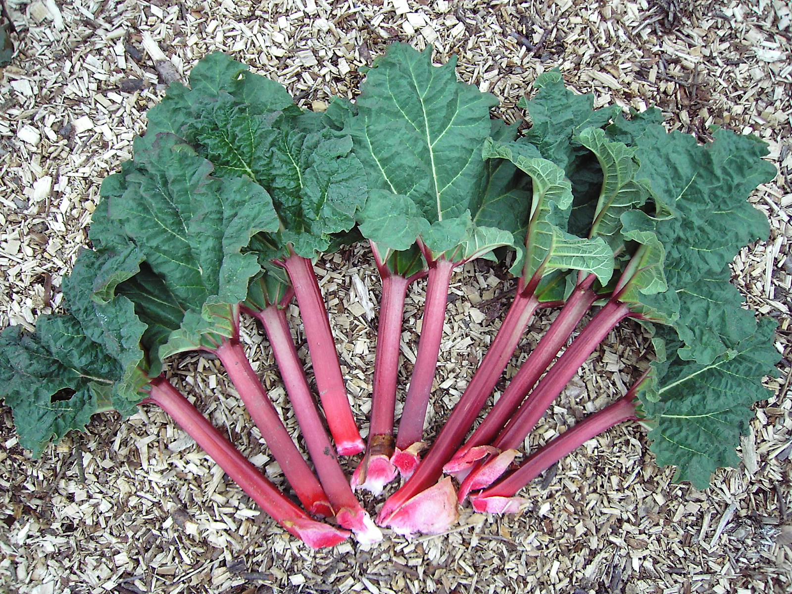How do you know when to harvest rhubarb