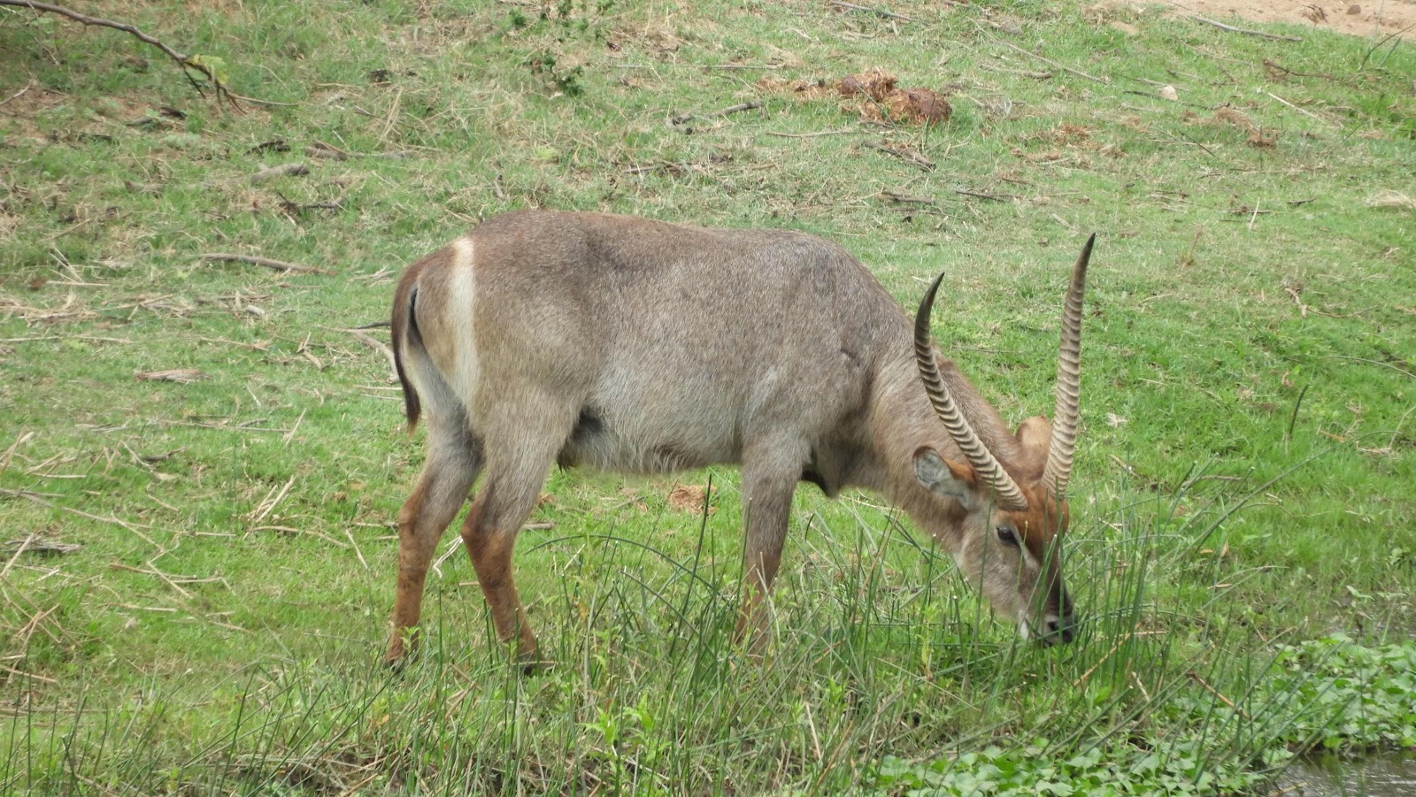 Waterbuck Malalane