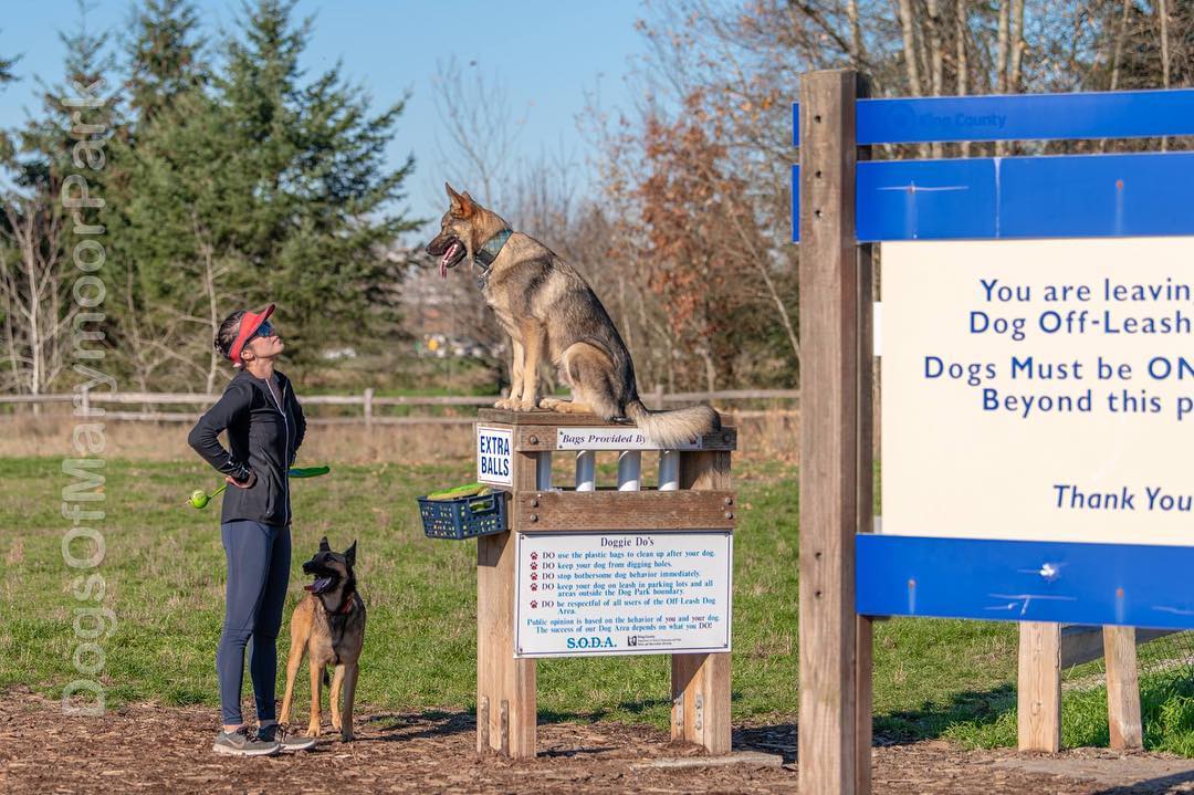 Best Off-Leash Dog Park
