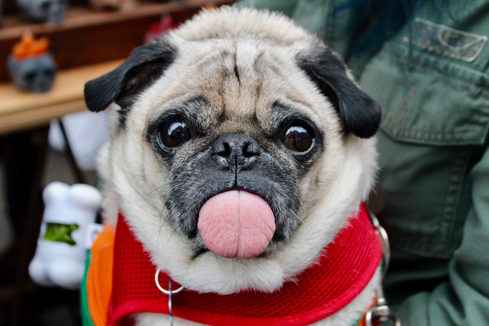 Pugs are very charming dogs that are great for children.