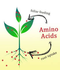 aplicação foliar de Aminoácidos