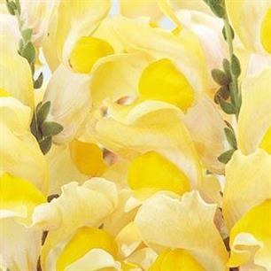 Solstice Yellow Snapdragon