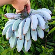 Image result for blue java banana