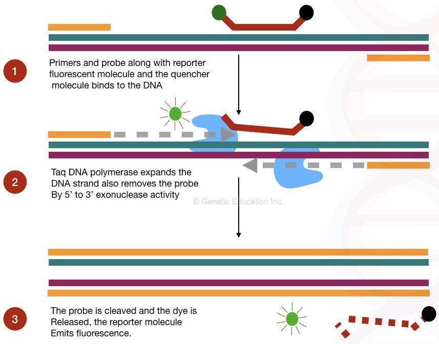 Illustration of the process of probe binding and hydrolysis in the real-time PCR.