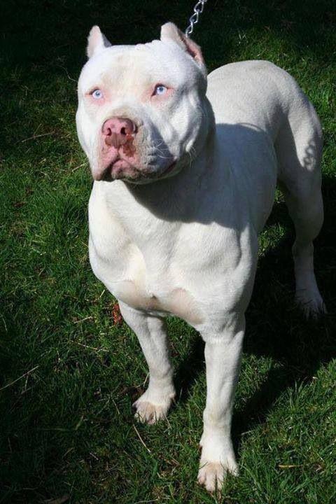 White Pitbull - Everything You Need to Know