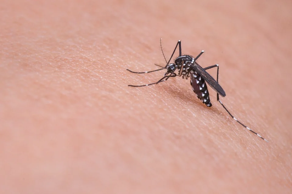 mosquito biting human skin - need to be addressed by pest control