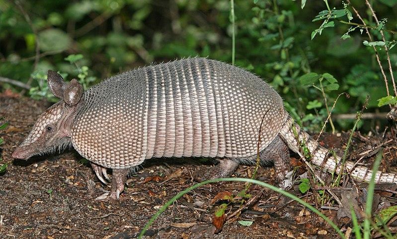 An image of an armadillo standing on turf with foliage in the background.