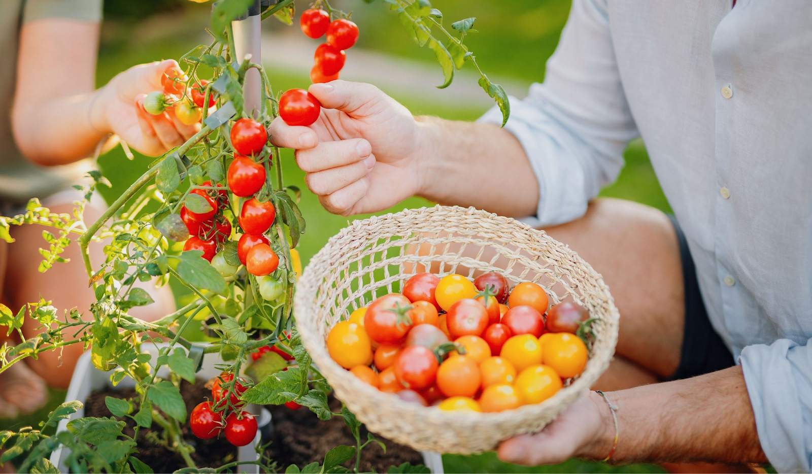 When To Pick Tomatoes