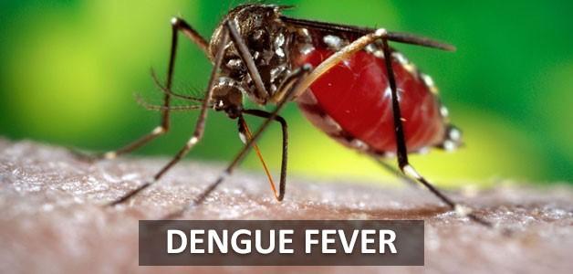 Image result for dengue fever