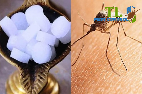 Mẹo đuổi muỗi trong phòng ngủ bằng viên long não