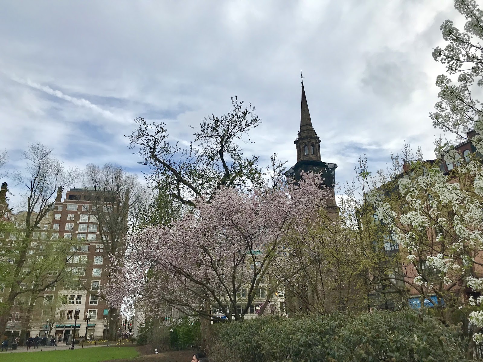 cherry blossoms boston