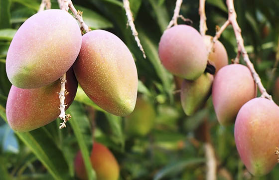 frutas tropicales mango.jpg