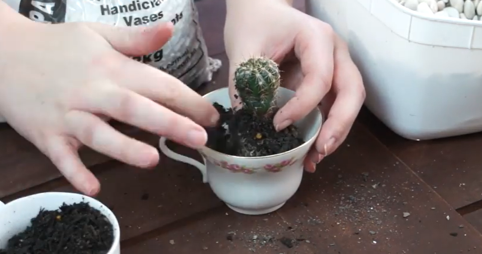 cactus in a tea cup