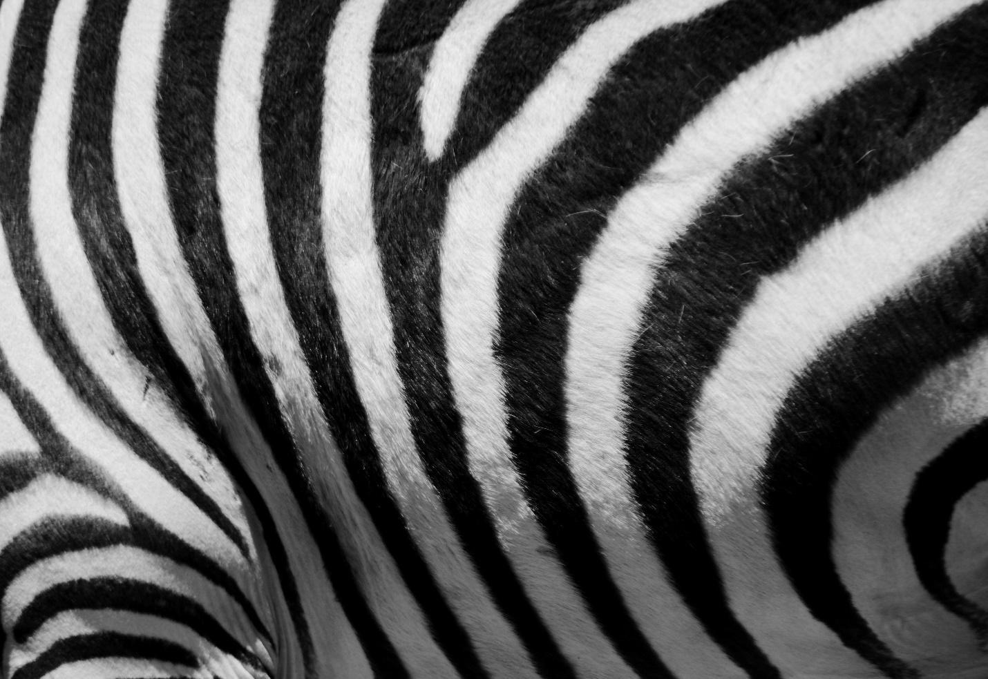 Zebra print is quite common in interior design.