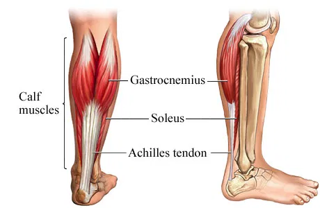 What is The Relationship Between Your Calf Muscle And Achilles Tendon? |  Respire Physical Therapy