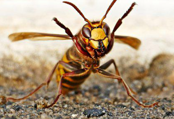 hornet uk