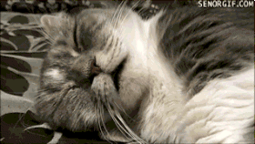 1437469222907733.gif