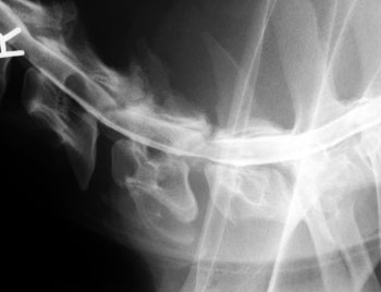 Lateral cervical myelogram of a dog with dynamic spinal stenosis due to cervical malformation/malarticulation