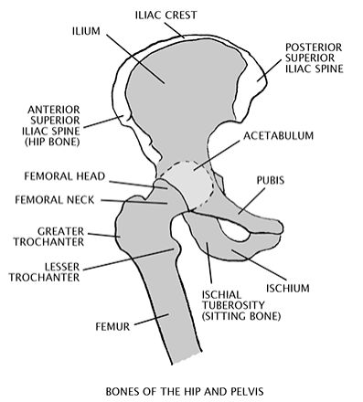 dog bones of the hip and pelvis