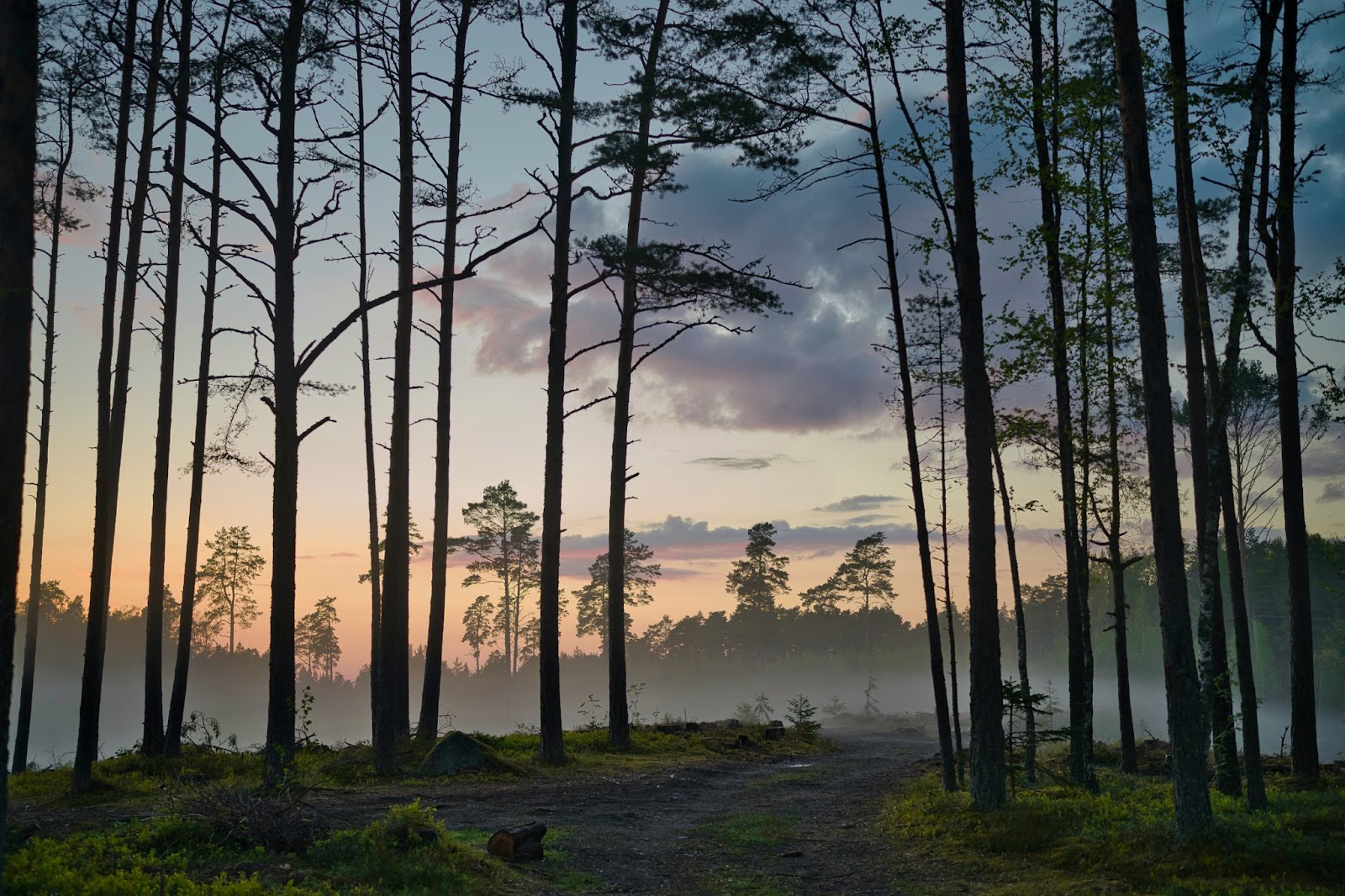 misty forest in Estonia during sunrise