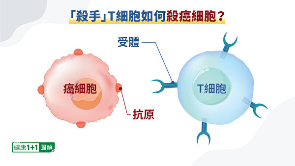 Tế bào T có thể phát hiện ra các kháng nguyên - protein hoặc các phân tử khác - chỉ có trên tế bào ung thư. Và sau đó tiêu diệt chúng.  (Sức khỏe 1 + 1 / Epoch Times)