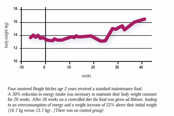Development of average weight of beagle bitches after neutering