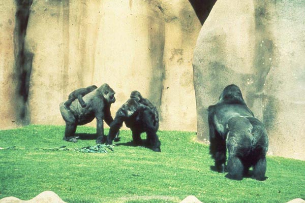 Gorilla group at the Wild Animal Park of the Zoological Society of San Diego