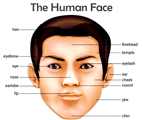 VOCABULARY – The Human Face – ENGLISH – Your Way!
