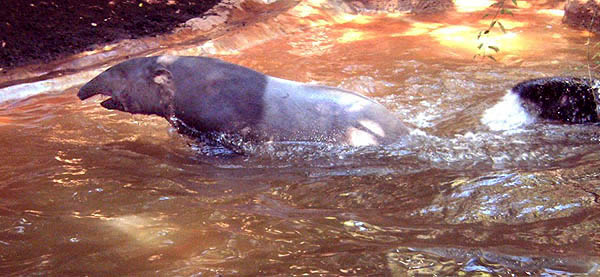 Pair of Malayan tapirs to show their aquatic ability and long snouts