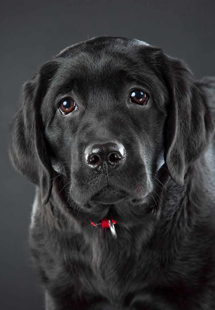 Image result for black labrador