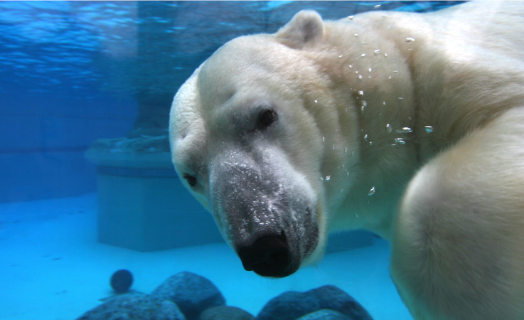 A polar bear is swimming in blue waters at the Lincoln Park Zoo in Chicago.