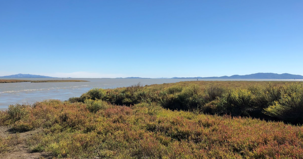 A grassy area with trees and a body of water in the distance Description automatically generated with low confidence