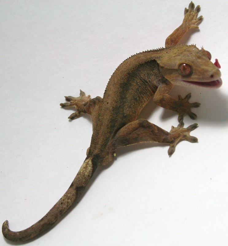 Patternless Crested Gecko