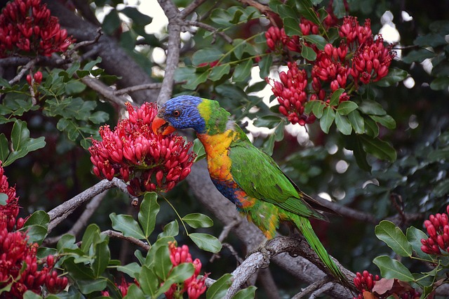 Parrot Tree