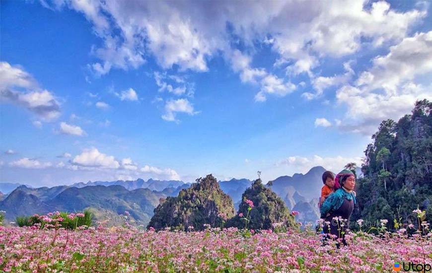 Mê mẩn đồi hoa tam giác mạch cho fan nghiện hoa