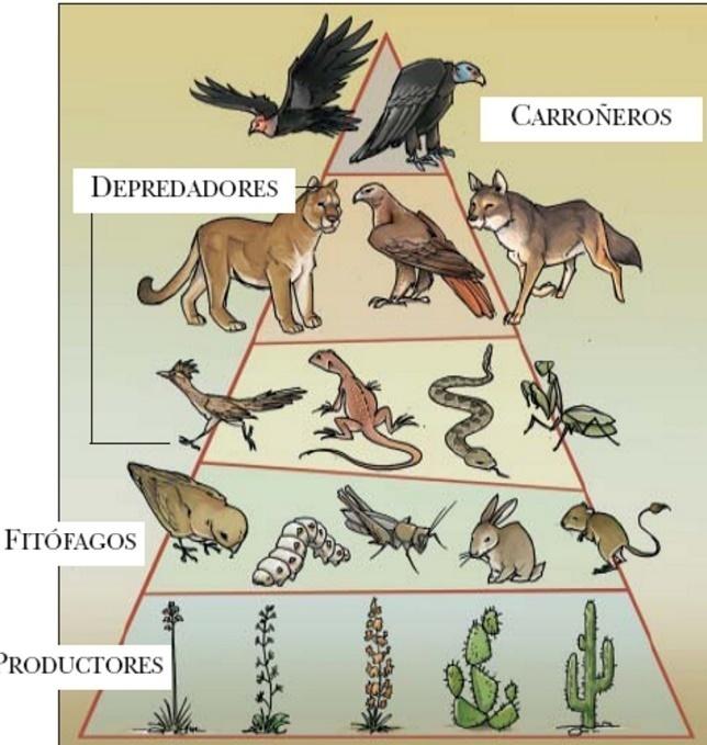 https://3.bp.blogspot.com/-THPhivaZ4uk/WSmm5ZP7E3I/AAAAAAAAA20/587e5rk3KtQEoW7RjSkXJhn8ol-o7cw8QCLcB/s1600/piramide%2Balimenticia%2Bde%2Banimales.jpg