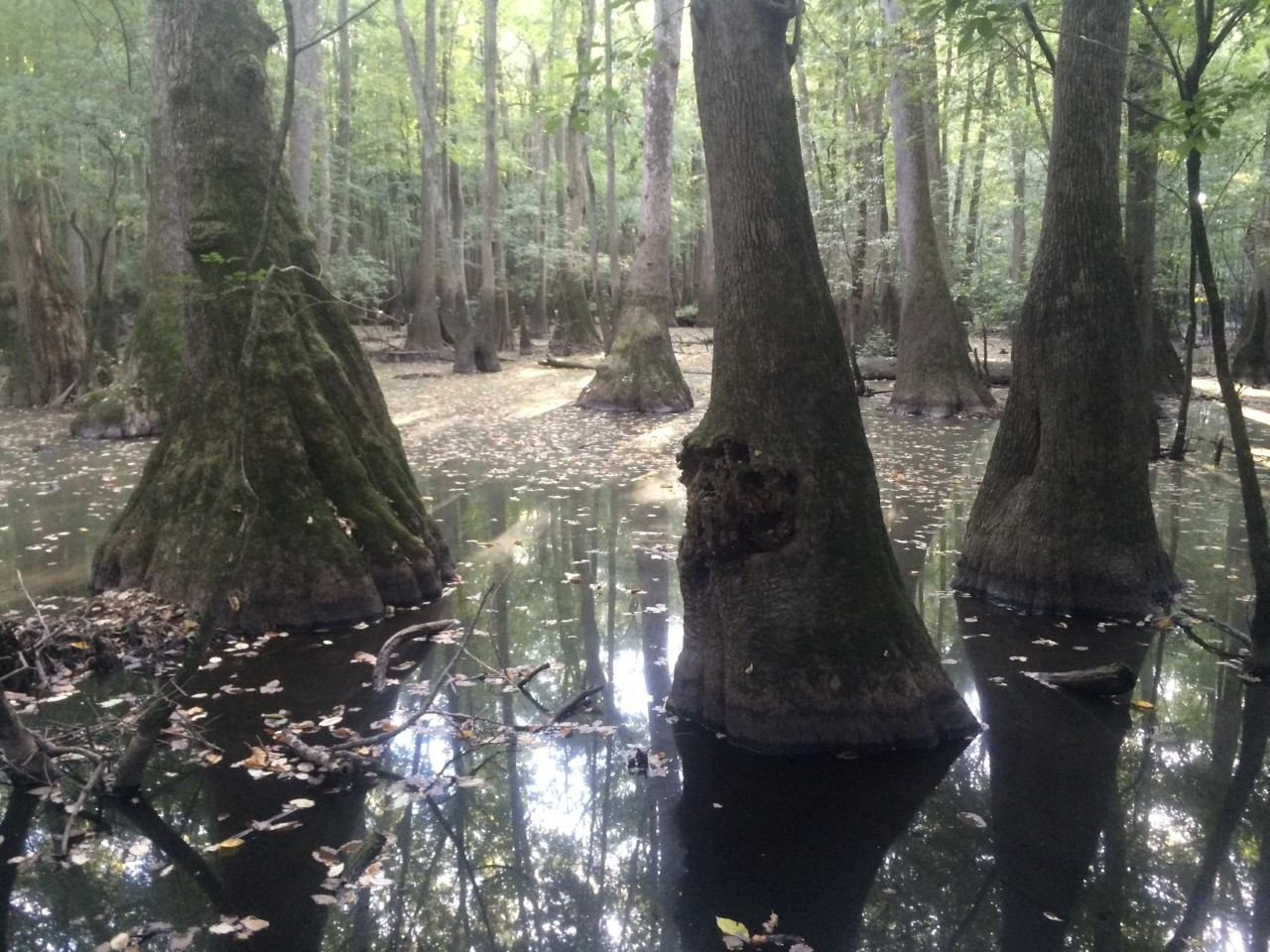 Black and white striped snake, Wetlands of Louisiana Swamp Food web Food  chain, Sea Snake, food, vertebrate, scaled Reptile png