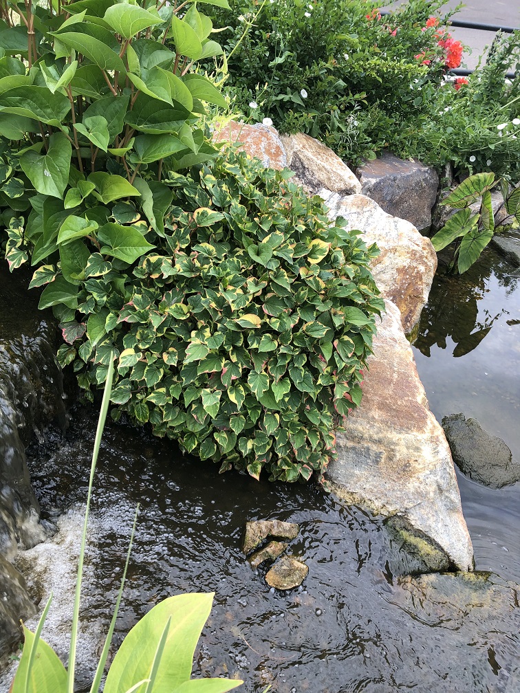 Picture of Chordata Chameleon in a backyard pond landscaped by Colorado Pond Pros.