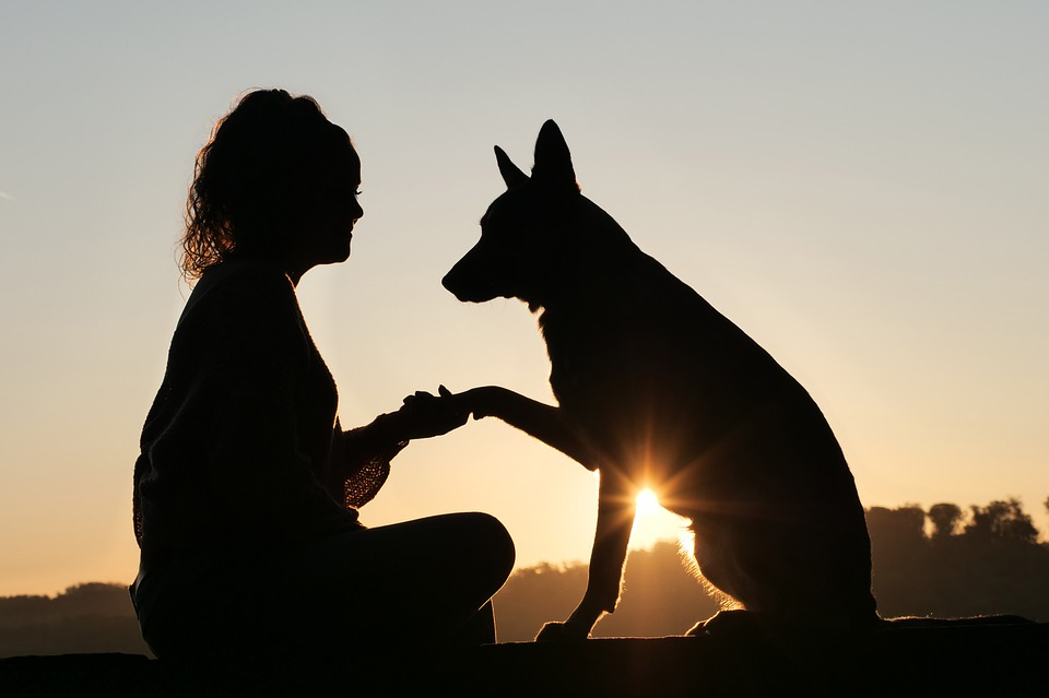 ¿Cómo ayudar a los animales?