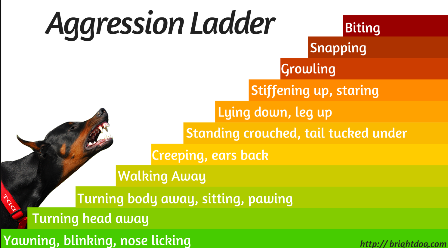 Image of a dog's aggression ladder